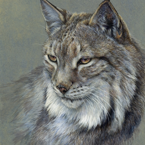 500x500 Lynx Image Archives - Lynx Painting