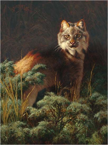 409x550 Lynx Painting By Greg Beecham Art - Lynx Painting