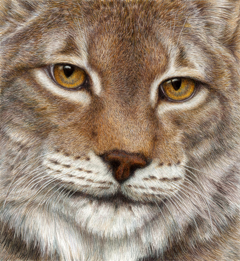 828x900 Eurasian Lynx Painting By Pat Erickson - Lynx Painting