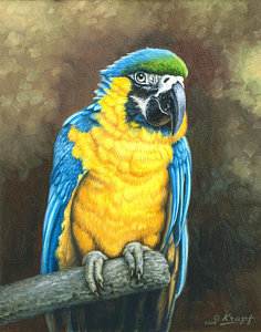236x300 Macaw Paintings Fine Art America - Macaw Painting