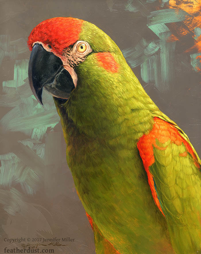700x881 Red Fronted Macaw Original Oil Painting Featherdust Studio - Macaw Painting
