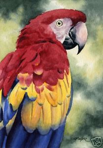 209x300 Scarlet Macaw Art Print Watercolor Painting 8 X 10 Signed By - Macaw Painting