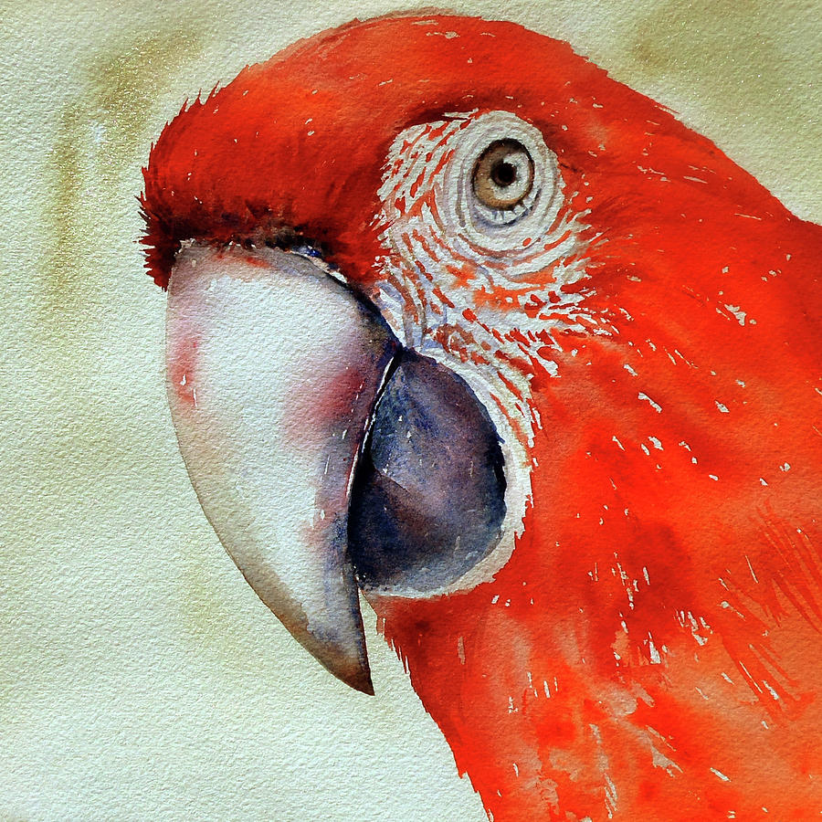 900x900 Scarlet Macaw Painting By Arti Chauhan - Macaw Painting