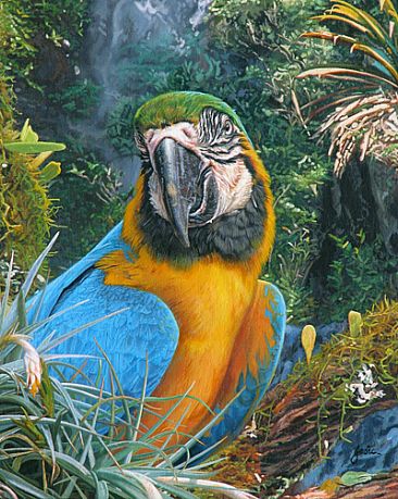 366x459 Blue And Gold Macaw - Macaw Painting