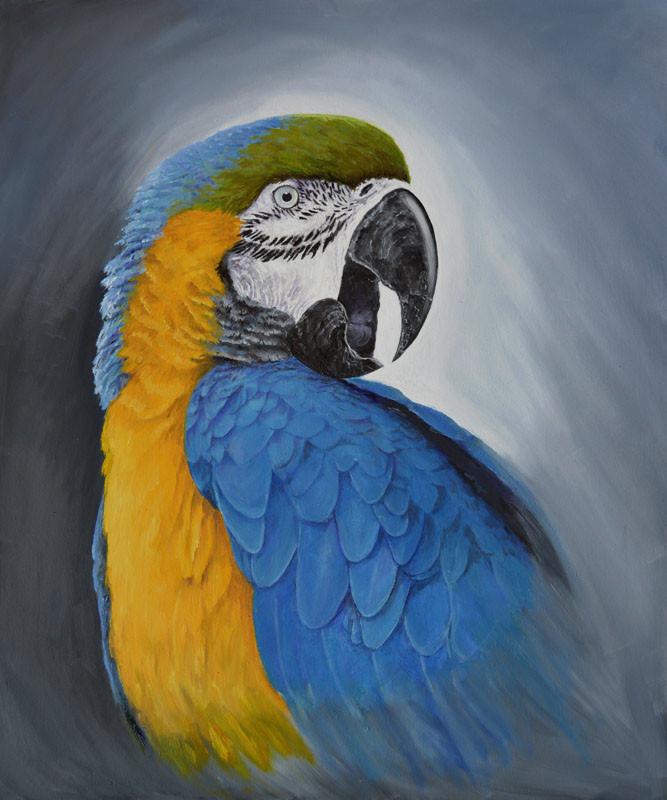 667x800 Blue And Gold Macaw Portrait. Limited Print Edition Art - Macaw Painting