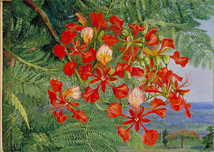 420x298 Kew Marianne North Gallery Painting 343 Foliage And Flowers - Madagascar Painting
