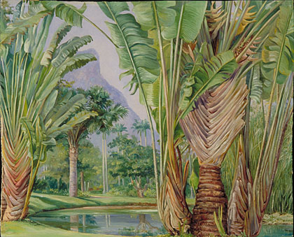 420x339 Kew Marianne North Gallery Painting 58 Study Of The Traveller'S - Madagascar Painting