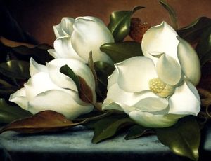 300x230 Two Magnolias Flowers Blue Cloth 1885 Painting By Martin Johnson - Magnolia Flower Painting