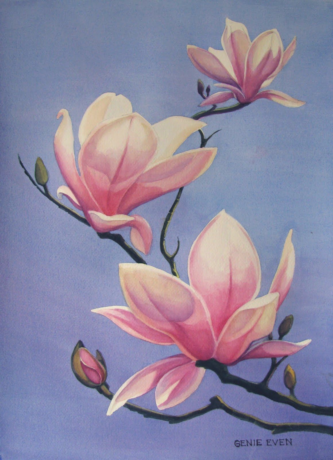 1160x1600 Magnolia Paintings References Magnolia, Paintings - Magnolia Flower Painting