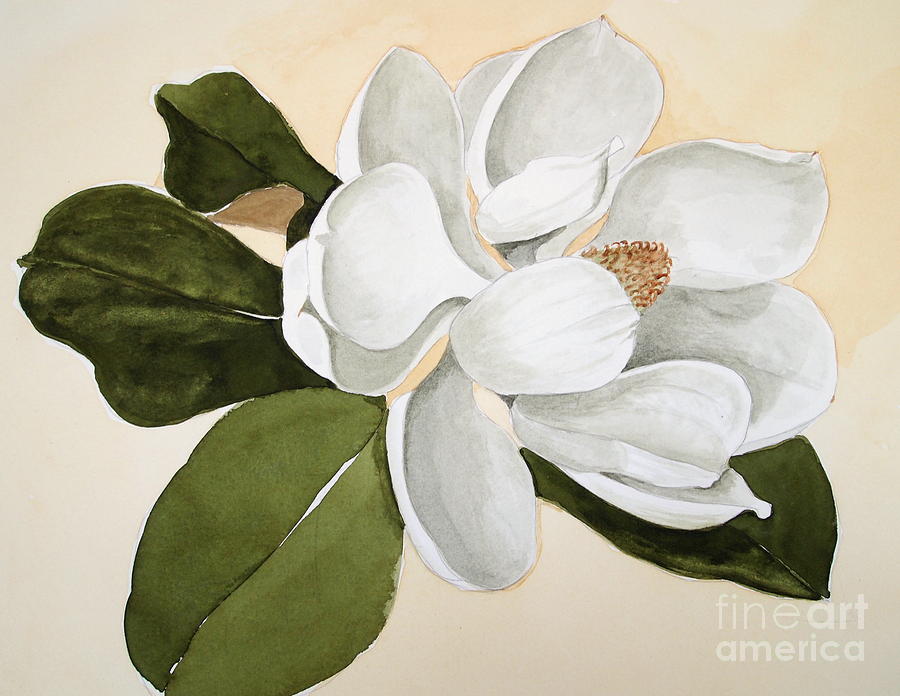 900x696 Magnolia Bloom Painting By Nancy Kane Chapman - Magnolia Flower Painting