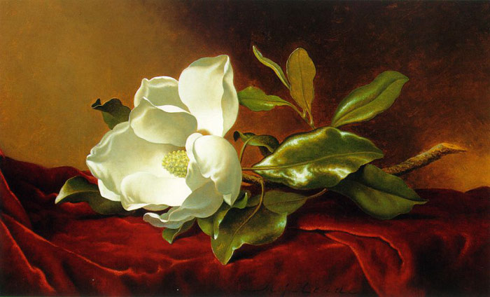700x424 Heade Oil Painting Single Magnolia On Red Velvet - Magnolia Oil Painting