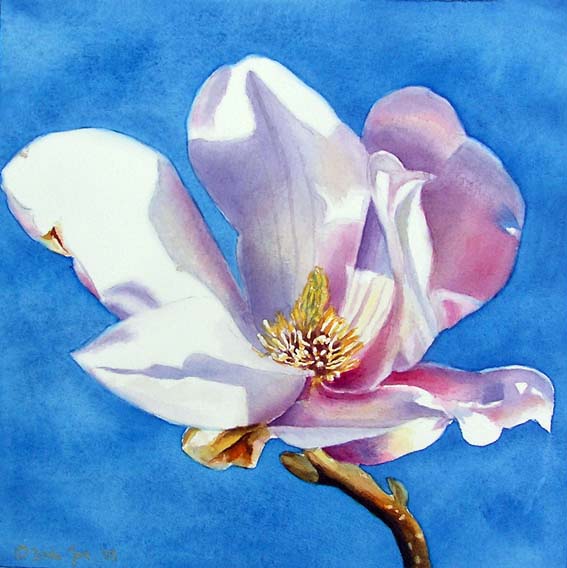 567x568 Magnolia Flower Small Watercolor Painting With Blue Background - Magnolia Painting