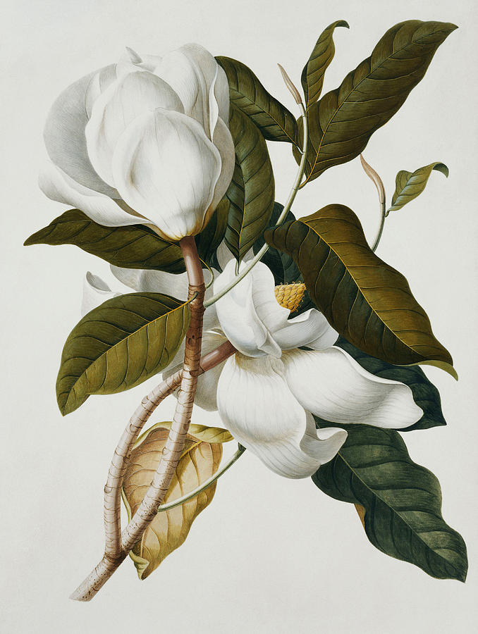 678x900 Magnolia Painting By Georg Dionysius Ehret - Magnolia Painting