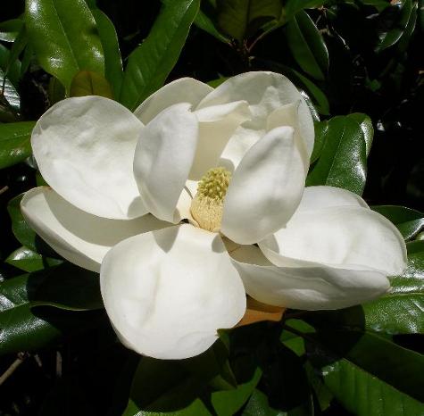 475x466 How To Oil Paint, Flemish Technique, The Magnolia Blossom. - Magnolia Painting