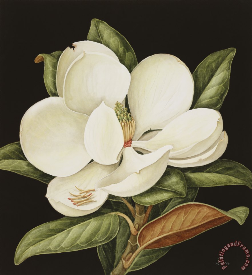 882x960 Jenny Barron Magnolia Grandiflora Art Painting For Sale - Magnolia Painting