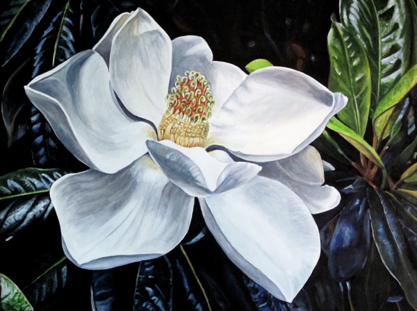 Magnolia Painting On Canvas At Paintingvalley.com 