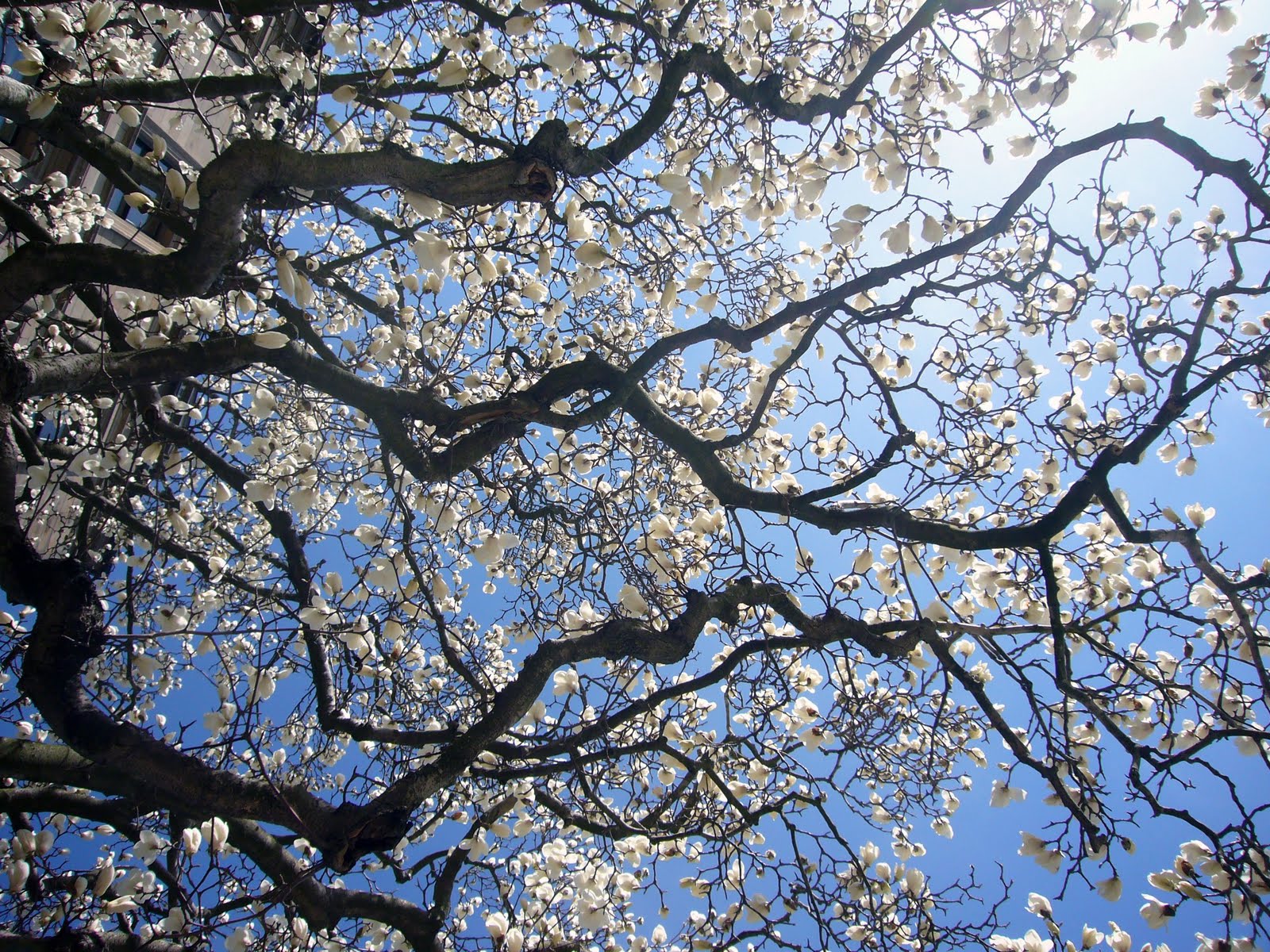 1600x1200 Magnolia Tree Notesfromthewaitingroom - Magnolia Tree Painting