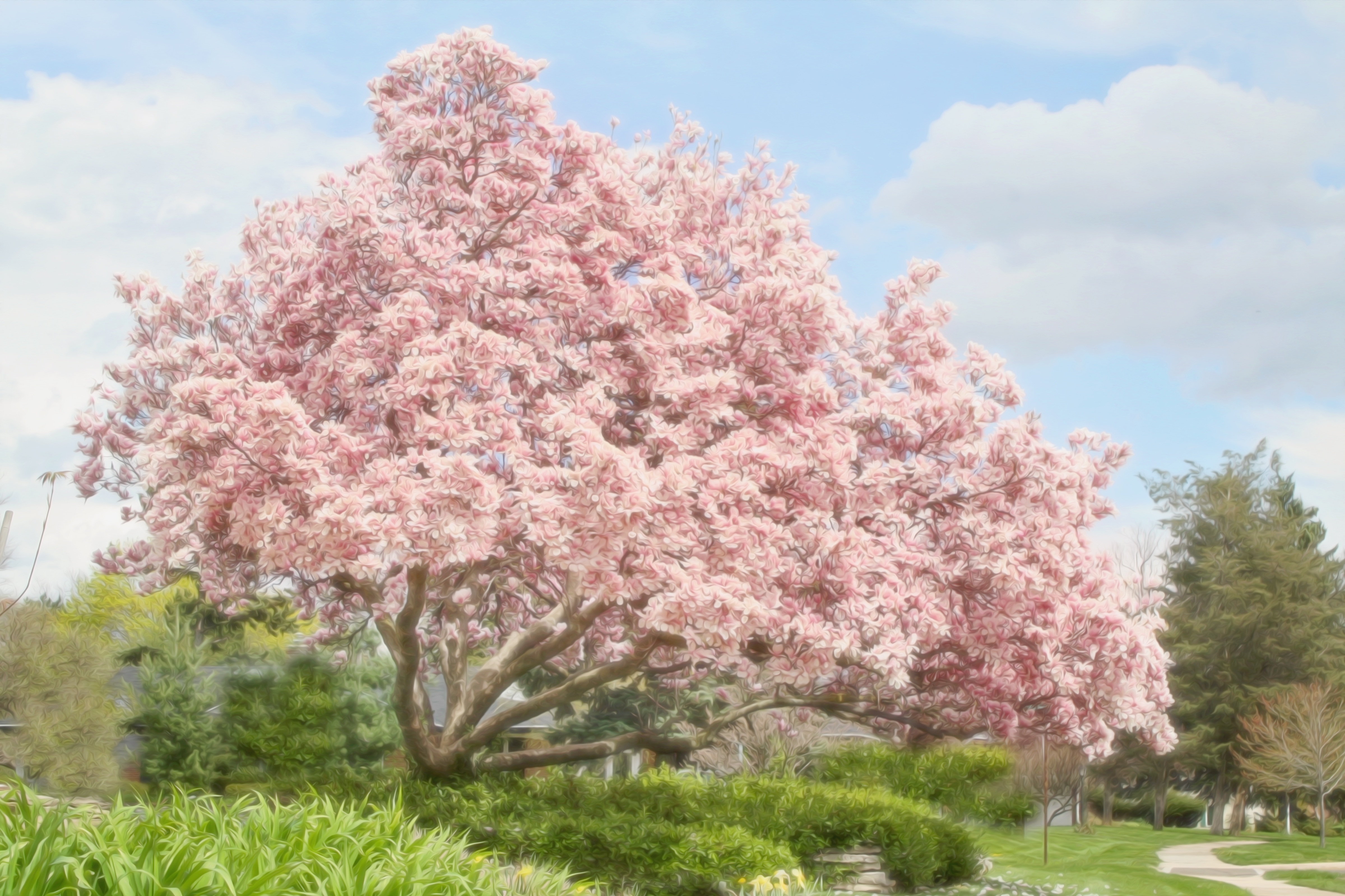 4800x3200 Free Photo Magnolia Tree - Magnolia Tree Painting