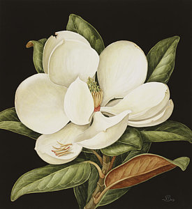 275x300 Magnolia Watercolor Paintings Fine Art America - Magnolia Watercolor Painting