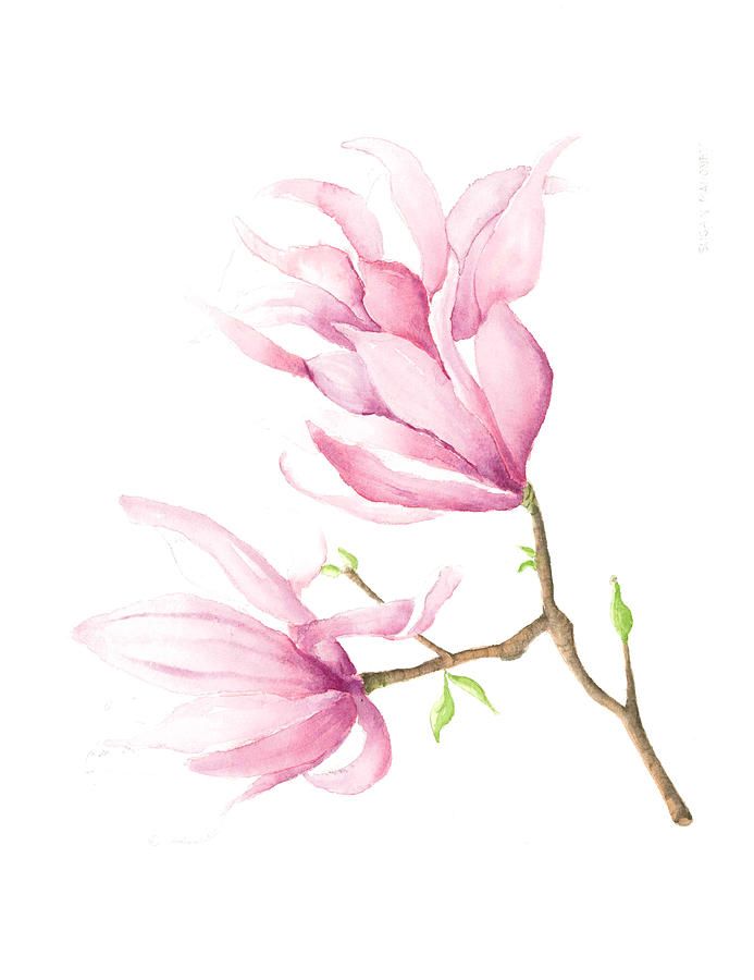 693x900 Magnolia Watercolor Painting By Susan Mahoney - Magnolia Watercolor Painting