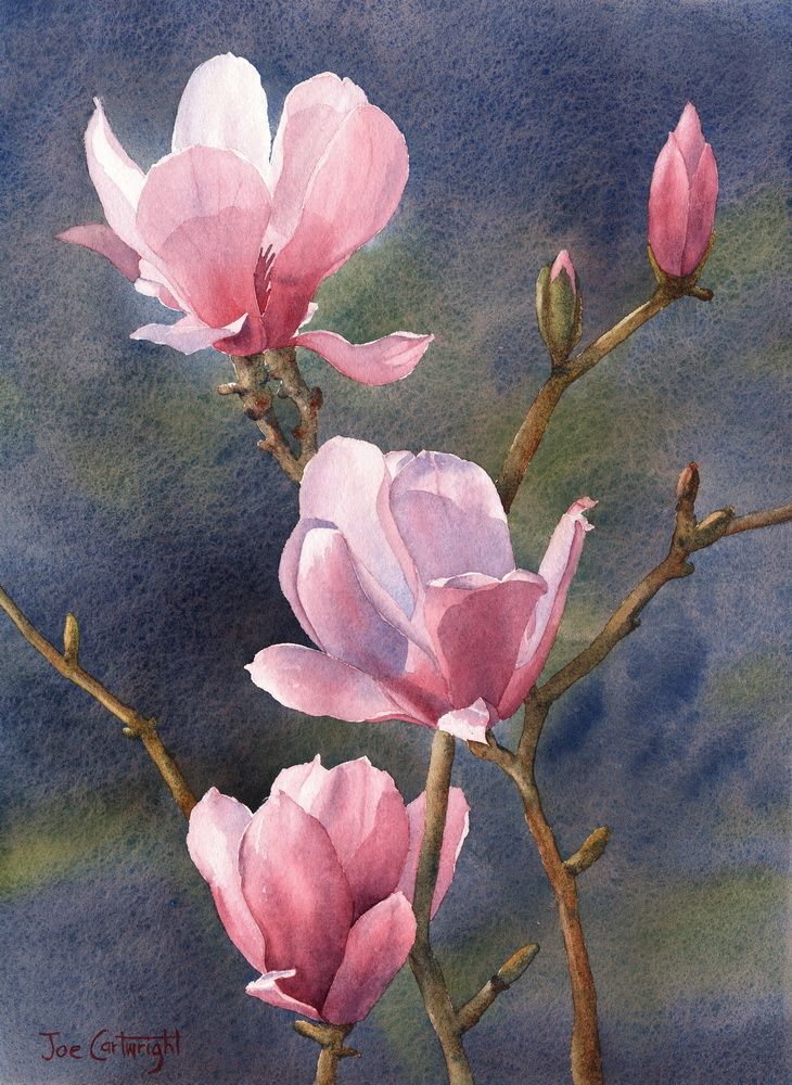 730x1000 Pink Magnolias Artist Joe Cartwright Watercolor Painting - Magnolia Watercolor Painting