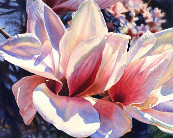 340x270 Pink Magnolia Watercolor Painting Print By Cathy Hillegas - Magnolia Watercolor Painting