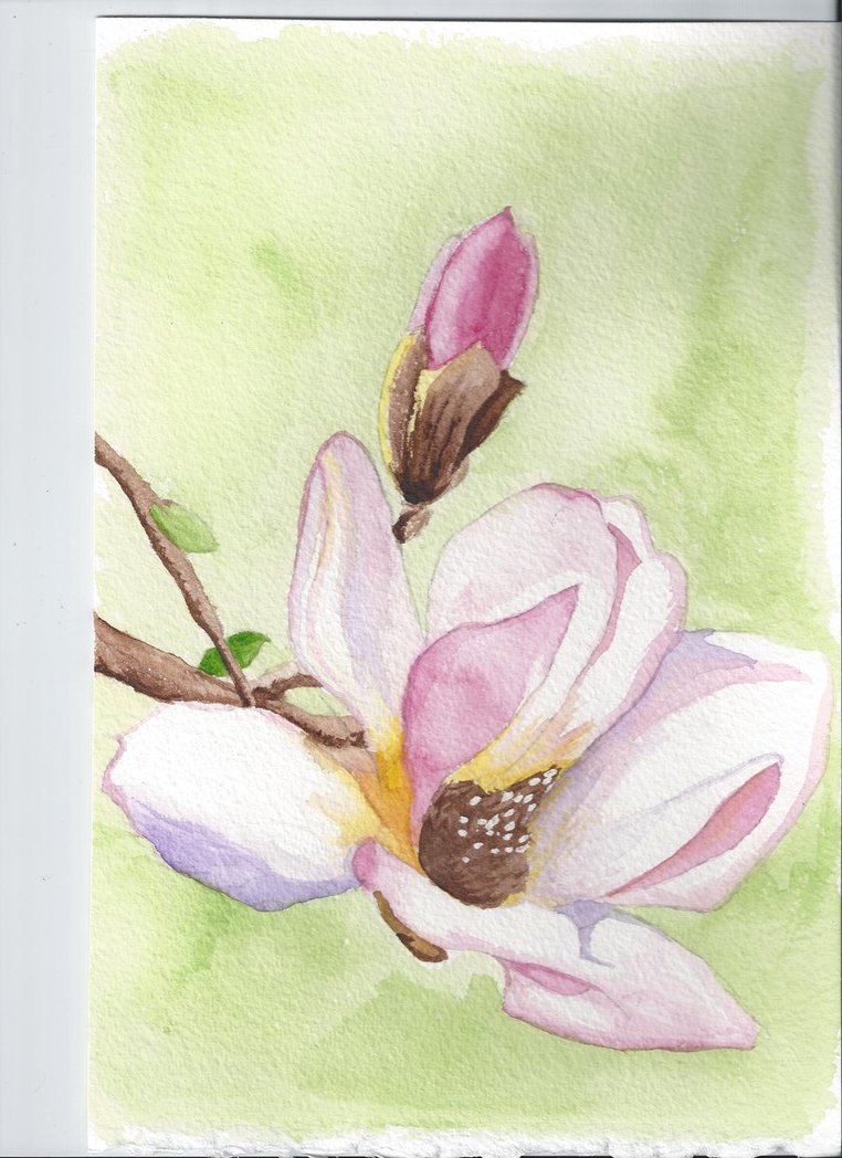 762x1048 Magnolia Watercolor Painting By Danielwartist - Magnolia Watercolor Painting