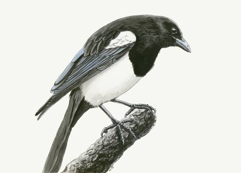 Magpie Painting At PaintingValley.com | Explore Collection Of Magpie ...