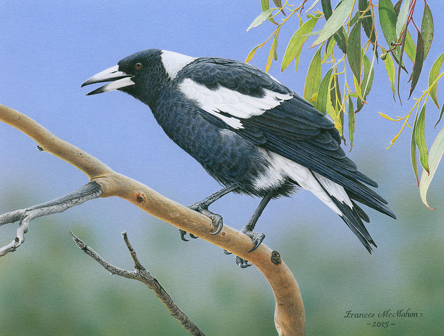 900x680 The Pied Piper - Magpie Painting