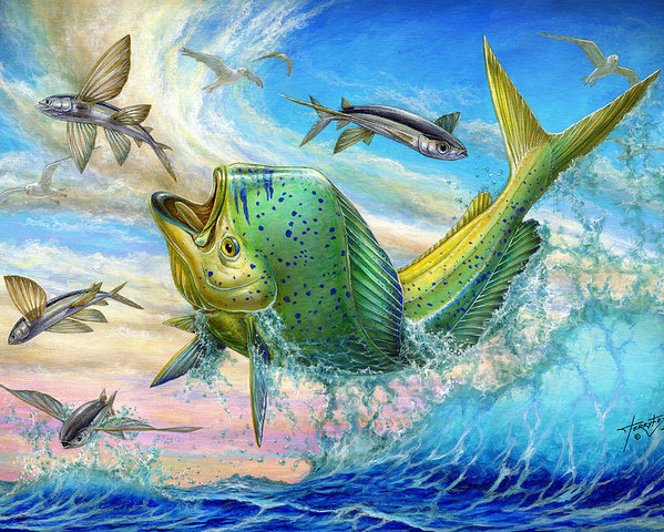 599x480 Jumping Mahi Mahi And Flyingfish Poster By Terry Fox - Mahi Mahi Painting