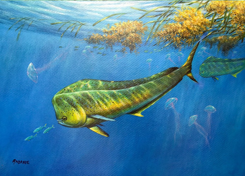 498x358 Mahi Mahi - Mahi Mahi Painting