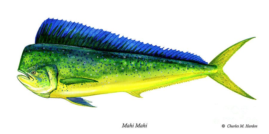 900x450 Mahi Mahi Painting By Charles Harden - Mahi Mahi Painting