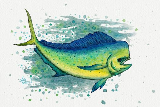528x352 Mahi Mahi Splash By Amber Marine ~ Watercolor Amp Ink Dolphin Fish - Mahi Mahi Painting