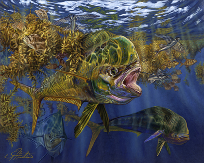 420x336 Seaweed Salad (Mahi Working The Weedlines) - Mahi Mahi Painting