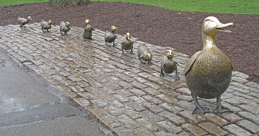 900x474 Make Way For Ducklings Photograph By Barbara Mcdevitt - Make Way For Ducklings Painting