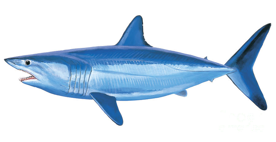 900x463 Mako Shark Painting By Carey Chen - Mako Shark Painting