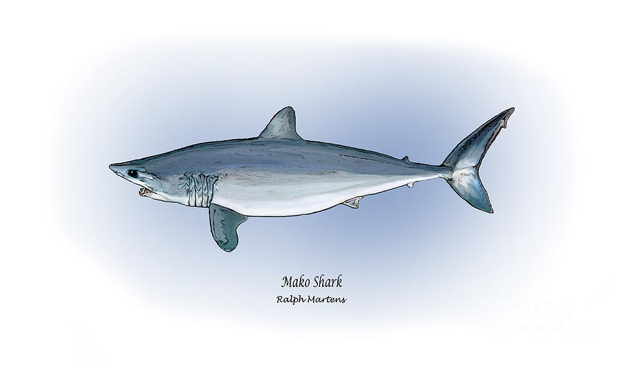 900x529 Mako Shark Painting By Ralph Martens - Mako Shark Painting