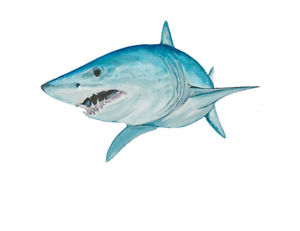 300x231 Mako Shark Vinyl Sticker Decal Home Office Dorm Wall Decor Art - Mako Shark Painting