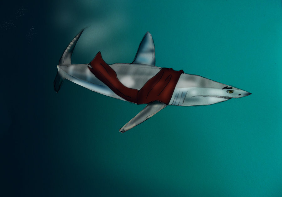 900x630 Mako Shark By Ninetynineprobs - Mako Shark Painting