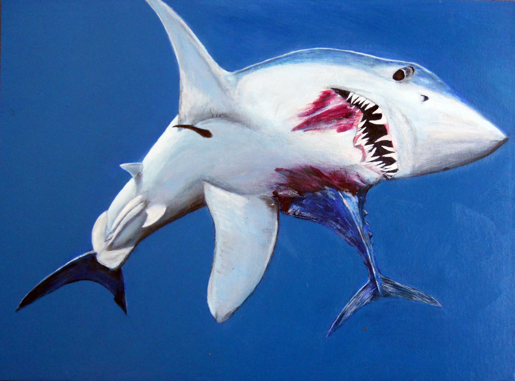 1800x1332 My Painting Of A Mako Shark Shredding A Tuna. Acrylic On Canvas - Mako Shark Painting
