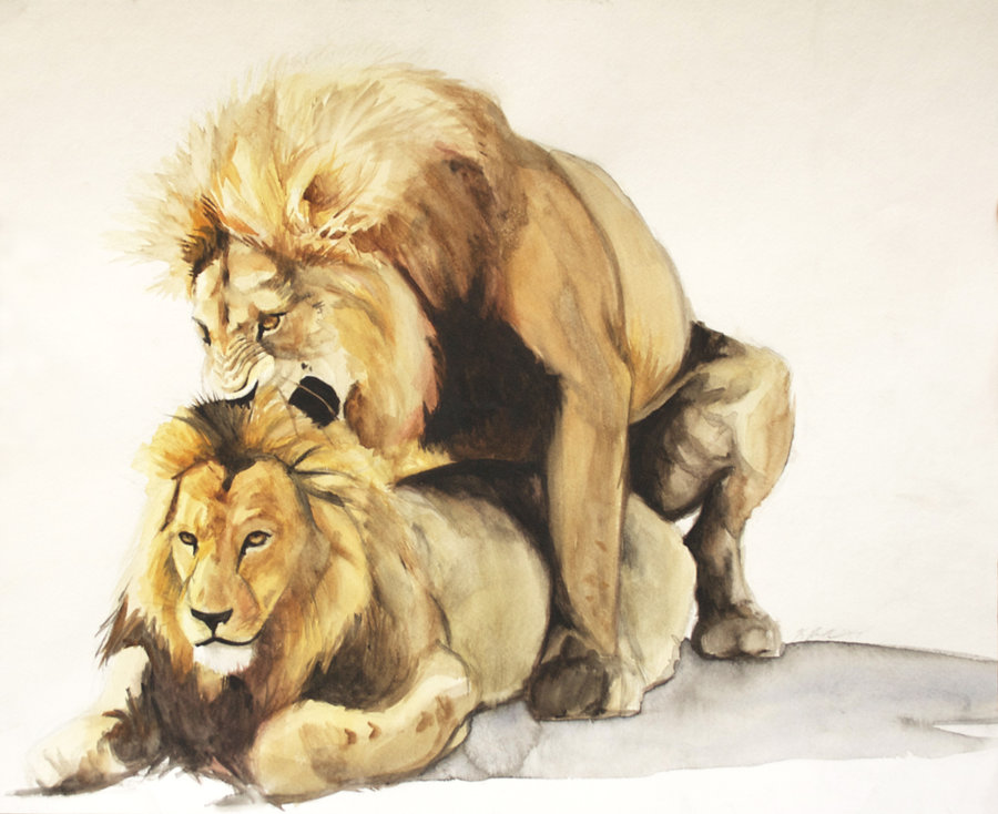 900x734 Male Lions By Kcreeves - Male Lion Painting