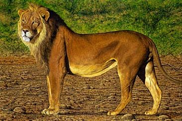 366x244 Male Lion - Male Lion Painting