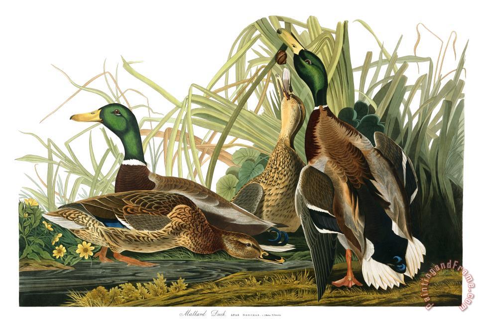 960x640 John James Audubon Mallard Duck Painting - Mallard Duck Painting