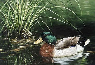 366x252 Mallard Duck - Mallard Duck Painting