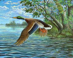 236x188 Duck Paintings Amazing Mallard Duck Painting (11) Domestic - Mallard Duck Painting