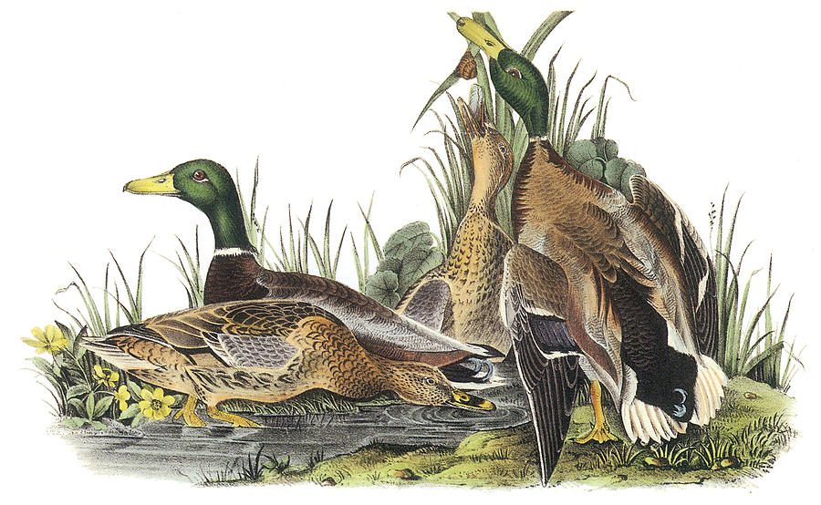 900x554 Mallard Painting By John James Audubon - Mallard Painting