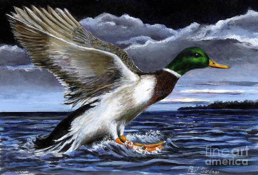 900x613 Mallard Painting By Paul Gardner - Mallard Painting