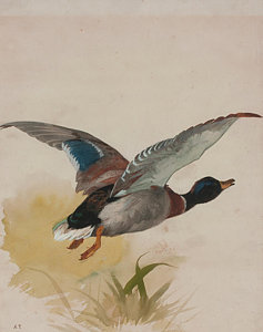 237x300 Mallard Paintings Fine Art America - Mallard Painting