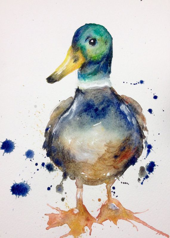 570x796 Mallard Duck Watercolour Print Duck Gift - Mallard Painting