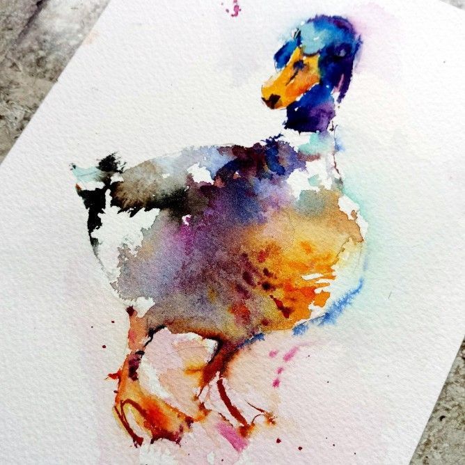 668x668 Mallard Duck Watercolour Painting By Natalie Graham Art - Mallard Painting